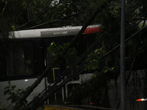 albero caduto in Rocinha #finestrasullafavela