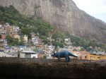 dinosauri – fauna nido d’aquila #finestrasullafavela