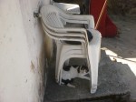 gatti – fauna nido d’aquila #finestrasullafavela