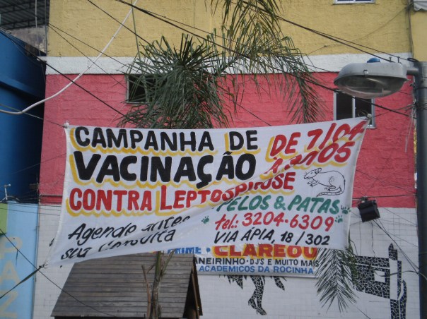 Leptospirosi topi favela rocinha