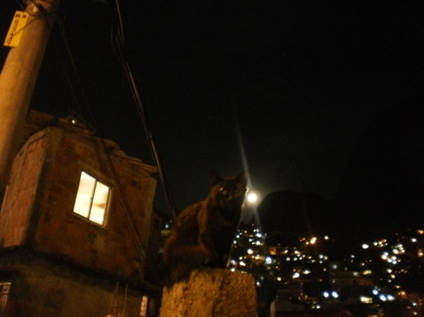 gatto notturno in favela rocinha #finestrasullafavela