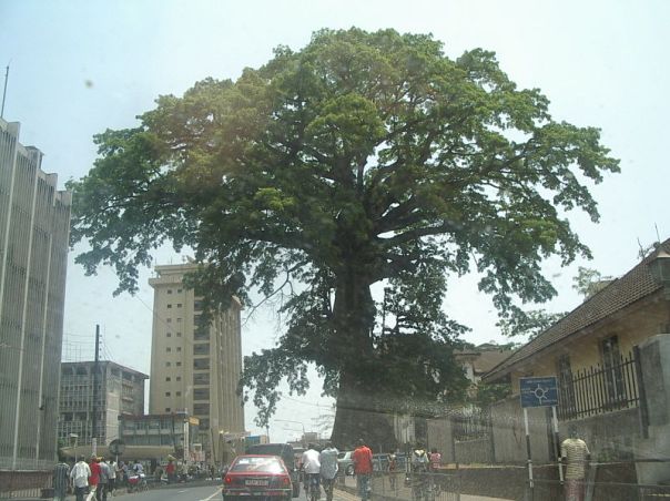 cotton tree sierra leone da wikipedia