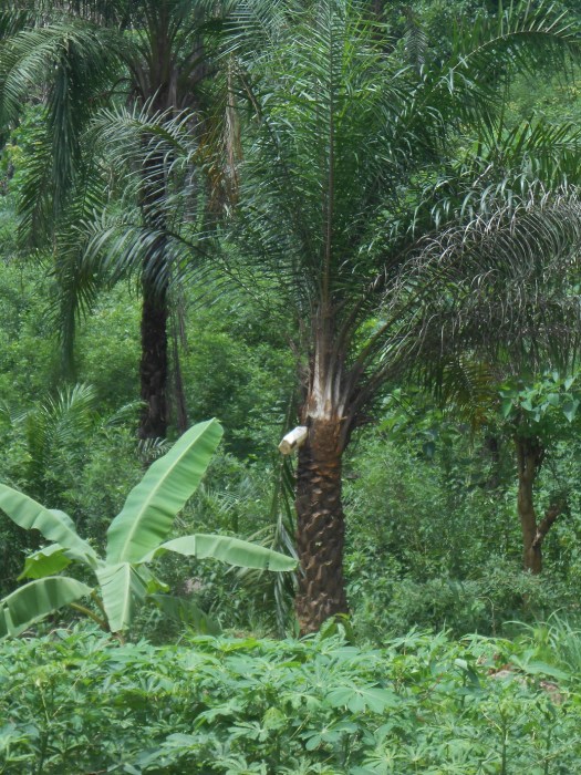 distributore automatico di bevande