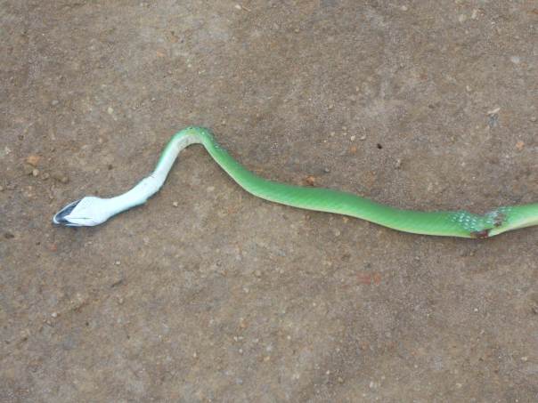 green mamba