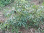 cassava pianta