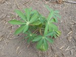 cassava pianta2
