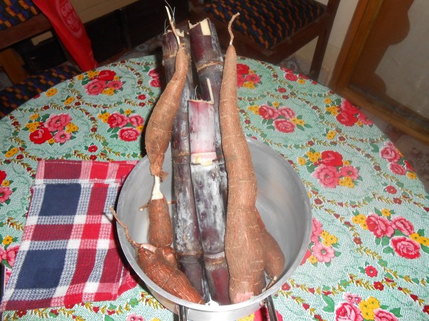 cassava
