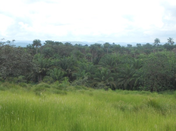 Cristo si è fermato a Ebola Cristo si è fermato a Ebola
