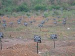 Rogbom Ebola cemetery – foto di Andrea Polo Un ricercatore in&nbsp;favela