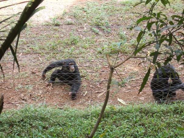 takugama il santuario degli scimpanzé