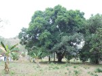Piccolo arboreto della Sierra&nbsp;Leone