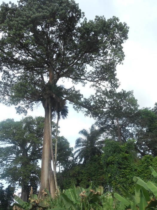Piccolo arboreto della Sierra Leone