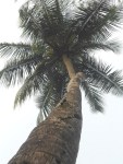 Piccolo arboreto della Sierra&nbsp;Leone